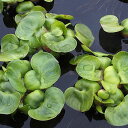 (水草) ホテイアオイ 3株セット / ホテイ草 水草 浮草 鉢 メダカ