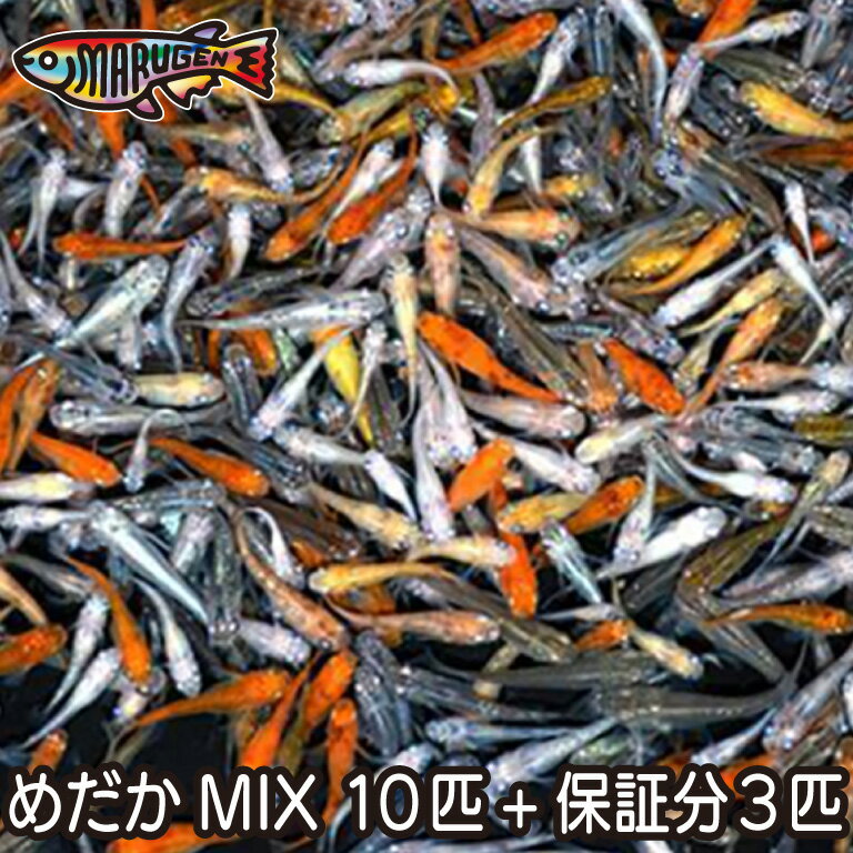 【送料無料】養魚場直送！ お楽しみメダカミックス10匹　medaka めだか メダカ 幹之 アクアリウム ビオトープ　ユリシス　雲州　紅帝　レッドクリフ　竜章鳳姿　丸玄