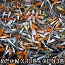 【送料無料】養魚場直送 お楽しみメダカミックス10匹medaka めだか メダカ 幹之 アクアリウム ビオトープ