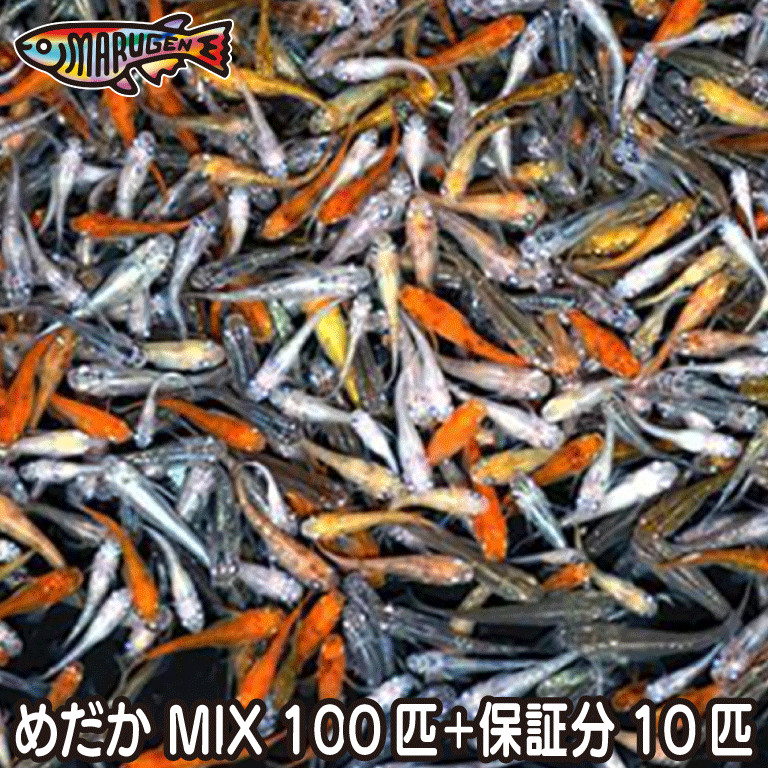 【送料無料】養魚場直送！ お楽しみメダカミックス100匹 medaka めだか メダカ 幹之 アクアリウム ビオトープのサムネイル