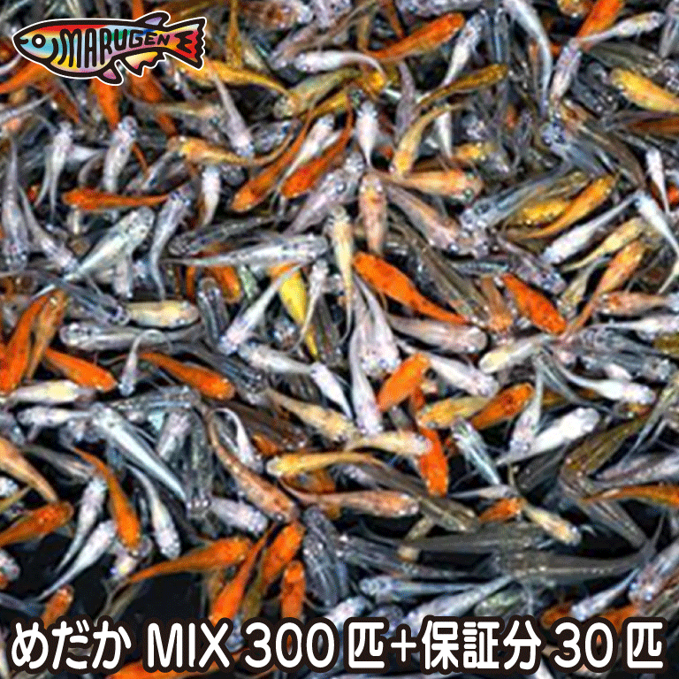 【送料無料】養魚場直送！ お楽しみメダカミックス300匹 medaka めだか メダカ 幹之 アクアリウム ビオトープ