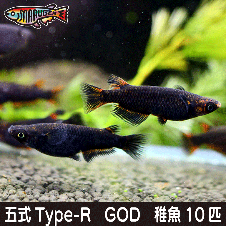 養魚場直送！ 五式 Type-R GOD 稚魚10匹 medaka めだか メダカ 幹之 アクアリウム ビオトープ　ユリシス　雲州　紅帝　メダカミックス　レッドクリフ　竜章鳳姿　丸玄