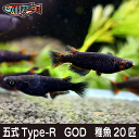 【送料無料】養魚場直送！ 五式 Type-R GOD 稚魚20匹 medaka めだか メダカ 幹之 アクアリウム ビオトープ