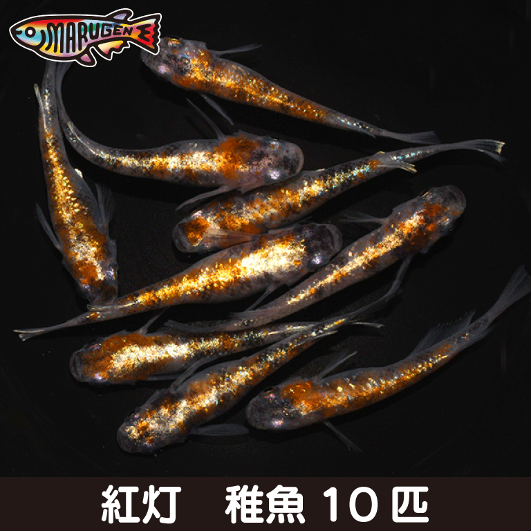 【送料無料】養魚場直送！ 紅灯 稚魚10匹 medaka めだか メダカ 幹之 アクアリウム ビオトープ ユリシス 雲州 紅帝 メダカミックス レッドクリフ 竜章鳳姿 丸玄