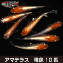 養魚場直送！ アマテラス 稚魚10匹 medaka めだか メダカ 幹之 アクアリウム ビオトープ