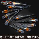 養魚場直送！ オーロラ黄ラメ体外光 稚魚20匹 medaka めだか メダカ 幹之 アクアリウム ビオトープ