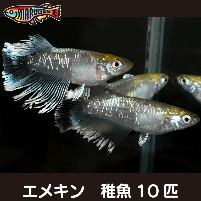 養魚場直送！ エメキン 稚魚10匹 medaka めだか メダカ 幹之 アクアリウム ビオトープ