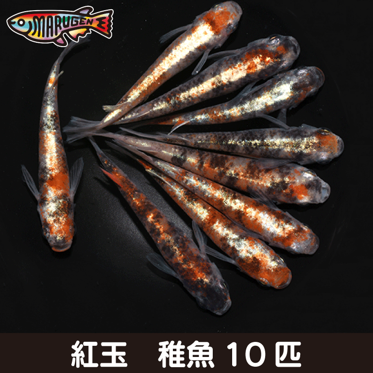 【送料無料】養魚場直送 紅玉 稚魚10匹 medaka めだか メダカ 幹之 アクアリウム ビオトープ ユリシス 雲州 紅帝 メダカミックス レッドクリフ 竜章鳳姿 丸玄