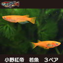 養魚場直送！ 小野紅帝 　若魚3ペア　 medaka めだか メダカ 幹之 アクアリウム ビオトープ