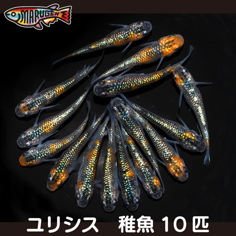 養魚場直送！ ユリシス 稚魚10匹 medaka めだか メダカ 幹之 アクアリウム ビオトープ