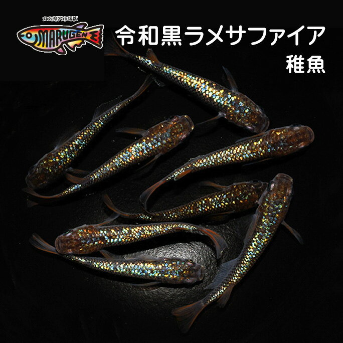 ≪餌のおまけ付き≫ 送料無料 綺麗 な メダカ ラメ 令和黒ラメサファイア 稚魚 SS～Sサイズ 10～20匹 +α 改良 めだか 生体 【プロの育成書付！安心の死着保証！養魚場直送】 めだか専門店丸玄