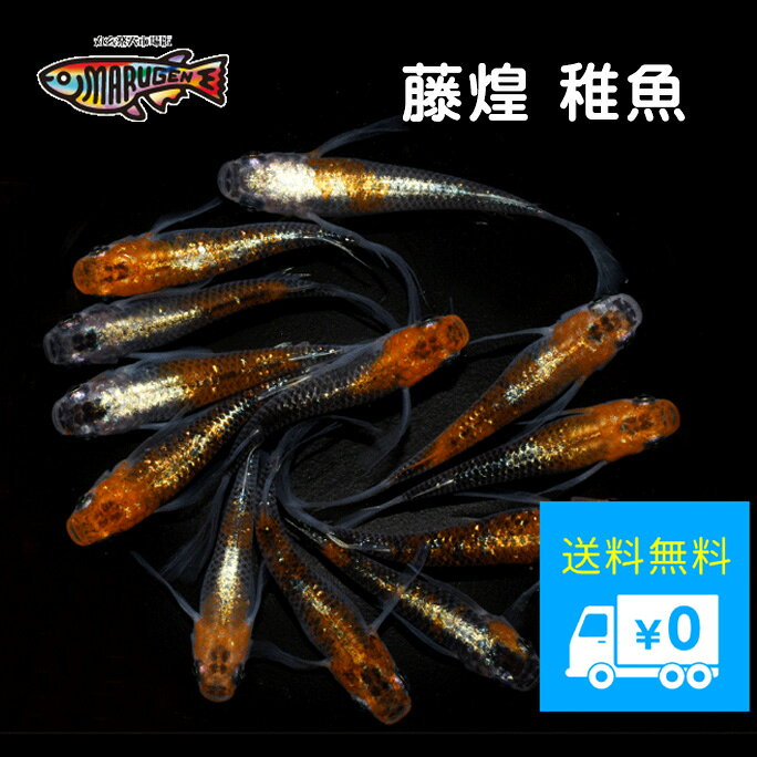 ≪餌のおまけ付き≫ 送料無料 綺麗 な メダカ ラメ 藤煌 稚魚 SS～Sサイズ 10～20匹 +α 改良 めだか 生体 【プロの育成書付！安心の死着保証！養魚場直送】 めだか専門店丸玄のサムネイル
