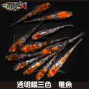 【送料無料】養魚場直送! 透明鱗三色 稚魚10匹~20匹 medaka めだか メダカ 幹之 アクアリウム ビオトープ ユリシス 雲州 紅帝 メダカミックス レッドクリフ 竜章鳳姿 丸玄