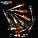 ≪餌のおまけ付き≫ 送料無料 綺麗 な メダカ ラメ アマテラス三色 稚魚 SS~Sサイズ 10~20匹 +α 改良 めだか 生体 【プロの育成書付!安心の死着保証!養魚場直送】 めだか専門店丸玄