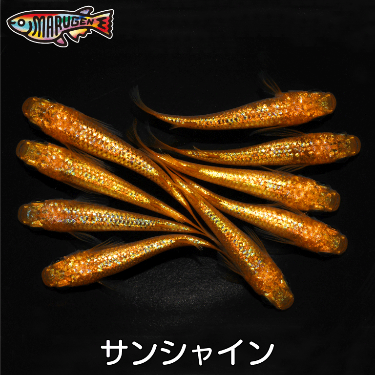 ��¤Τ��ޤ��դ��� ����̵�� ��� �� ����� ��� ���󥷥㥤�� �յ� SS��S������ 10��20ɤ +�� ���� ����� ���� �ڥץ��ΰ������ա��¿��λ�����...