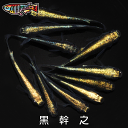 【送料無料】養魚場直送! 黒幹之フルボディー 稚魚10匹~20匹 medaka めだか メダカ 幹之 アクアリウム ビオトープ ユリシス 雲州 紅帝 メダカミックス レッドクリフ 竜章鳳姿 丸玄