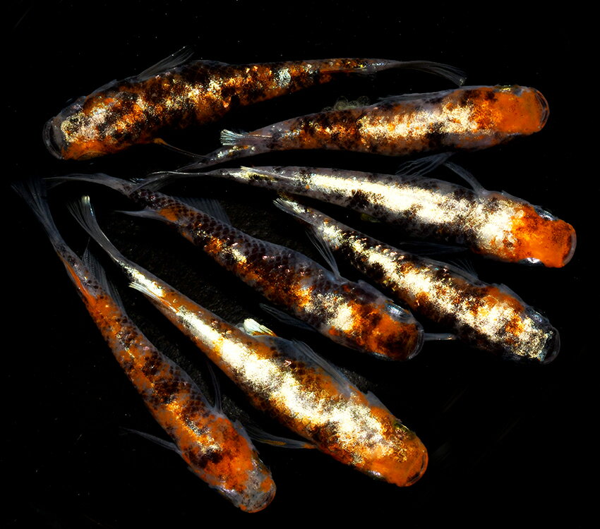 ≪餌のおまけ付き≫ 送料無料 綺麗 な メダカ ラメ 三色ラメ体外光 稚魚 SS～Sサイズ 10～20匹 +α 改良 めだか 生体 【プロの育成書付！安心の死着保証！養魚場直送】 めだか専門店丸玄