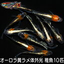 養魚場直送！ オーロラ黄ラメ体外光 稚魚10匹 medaka めだか メダカ 幹之 アクアリウム ビオトープ