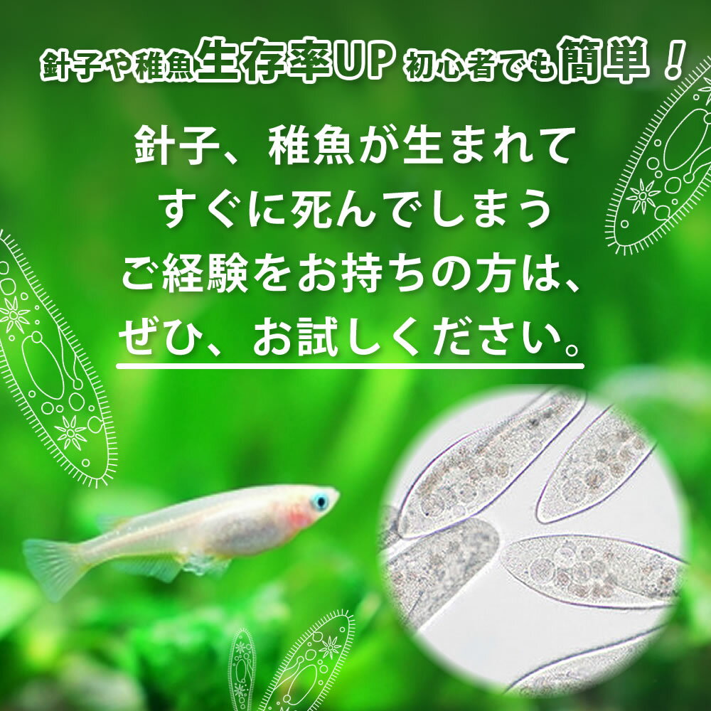 【送料無料】 ゾウリムシ めだか メダカ メダカの餌 針子 稚魚 餌 生き餌 エサ ぞうりむし ミジンコ みじんこ クロレラ めだか ヒメダカ 日の丸メダカ 即日発送 熱帯魚 アクアリウム メダカ生体 ゾウリムシ ミジンコ PSB オロチメダカ みゆきメダカ サファイアメダカ 2