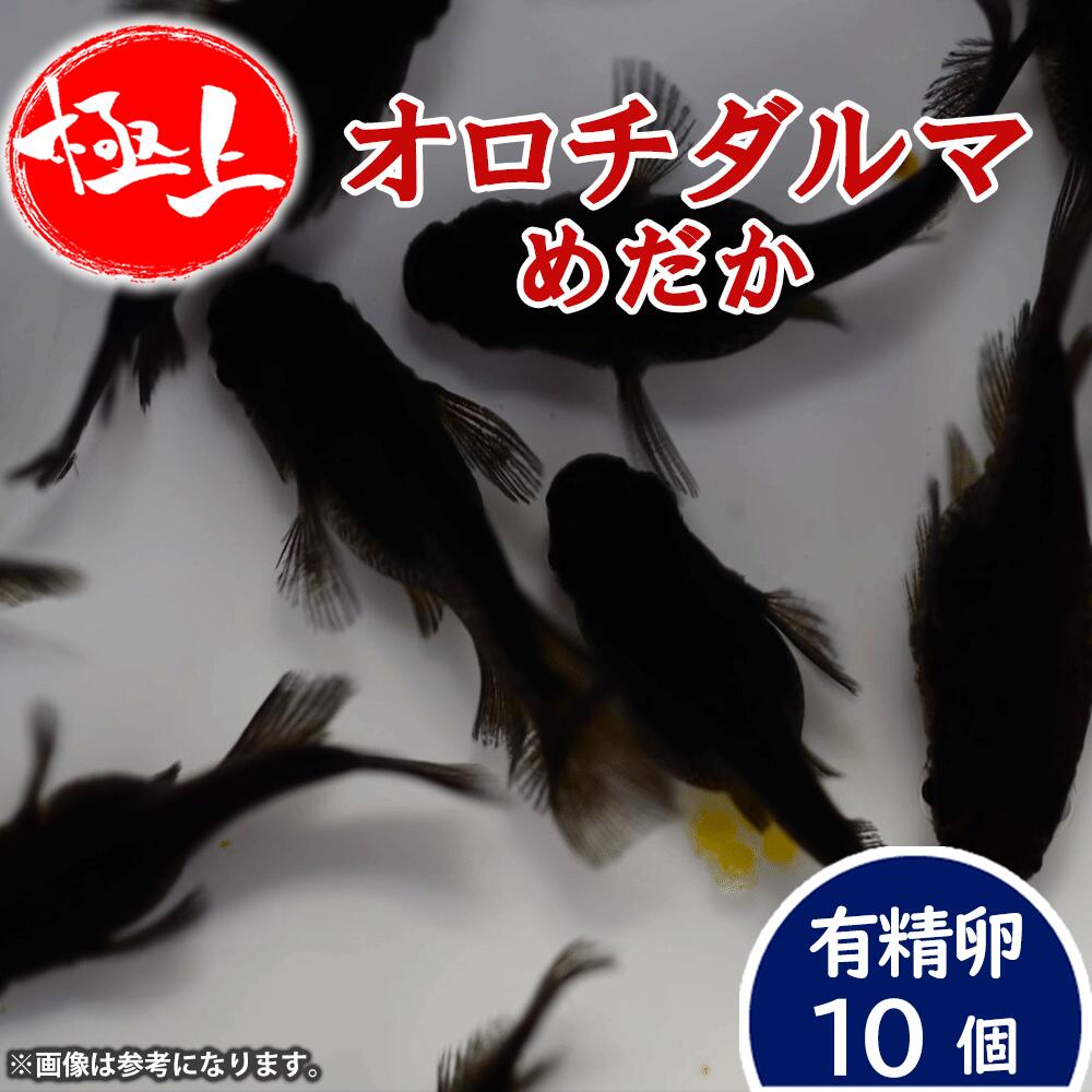 メダカ【オロチダルマ 有精卵10個】 めだか メダカ メダカの有精卵 めだかの有精卵 タマゴ 卵 ラメ ラメめだか ラメメダカ ペット 観賞魚 生体 アクアリウム 鑑賞用 魚 初心者 人気 日の丸めだか