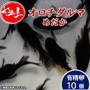 メダカ【オロチダルマ 有精卵10個】 めだか メダカ メダカの有精卵 めだかの有精卵 タマゴ 卵 ラメ ラメめだか ラメメダカ ペット 観賞魚 生体 アクアリウム 鑑賞用 魚 初心者 人気 日の丸めだか