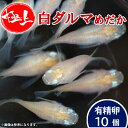 メダカ【白ダルマ 有精卵10個】 めだか メダカ メダカの有精卵 めだかの有精卵 タマゴ 卵 ラメ ラメめだか ラメメダカ ペット 観賞魚 生体 アクアリウム 鑑賞用 魚 初心者 人気 日の丸めだか