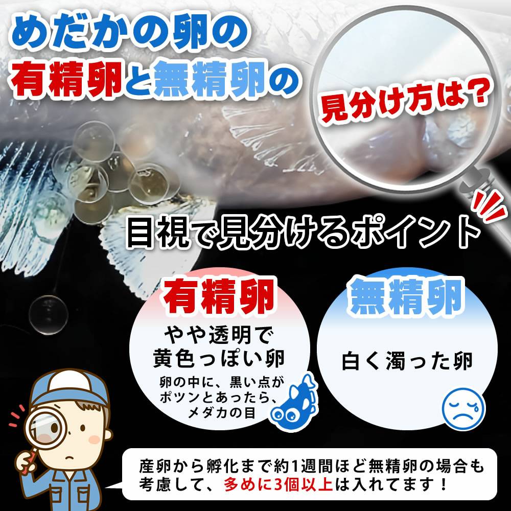 メダカ【深海 有精卵10個】 めだか メダカ メダカの有精卵 めだかの有精卵 タマゴ 卵 メダカ 深海めだか しんかい ペット 観賞魚 生体 アクアリウム 鑑賞用 魚 初心者 人気 日の丸めだか 1