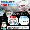 メダカ【深海 有精卵10個】 めだか メダカ メダカの有精卵 めだかの有精卵 タマゴ 卵 メダカ 深海めだか しんかい ペット 観賞魚 生体 アクアリウム 鑑賞用 魚 初心者 人気 日の丸めだか