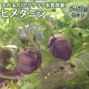 ヒメタニシ セット 5個 10個 20個 30個 50個【日の丸めだか】 たにし 田螺 飼育 観賞 水質浄化 タンクメイト コケ取り 苔取り 苔取