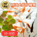 【送料無料】 メダカ メダカミックス稚魚 超高級 淡水魚 観賞魚 メダカ生体 メダカ餌 めだかえさ 販売 ラメ アクアリウム 鑑賞用 魚 ペット 初心者 人気 多種多色 種類 色々 お楽しみ お買い得 おすすめ 日の丸めだか ゾウリムシ ミジンコ PSB