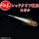 メダカ 【レッドクリフ紅白】 めだか メダカ メダカ稚魚 めだか稚魚 ラメ ラメメダカ ラメめだか ペット 観賞魚 生体 アクアリウム 鑑賞用 魚 初心者 人気 日の丸めだか