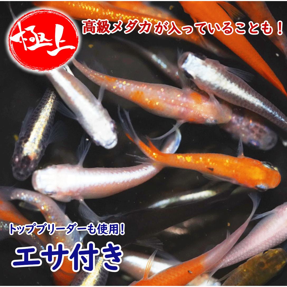 メダカ めだか 朱光菊 3ペア 販売 ペット 観賞魚 生体 品種改良メダカ 改良めだか 高級 希少 種 レア 淡水魚 観賞用 貴重 ペア アクアリウム 成魚 めだか販売 飼育 送料無料 高級メダカ 飼育用