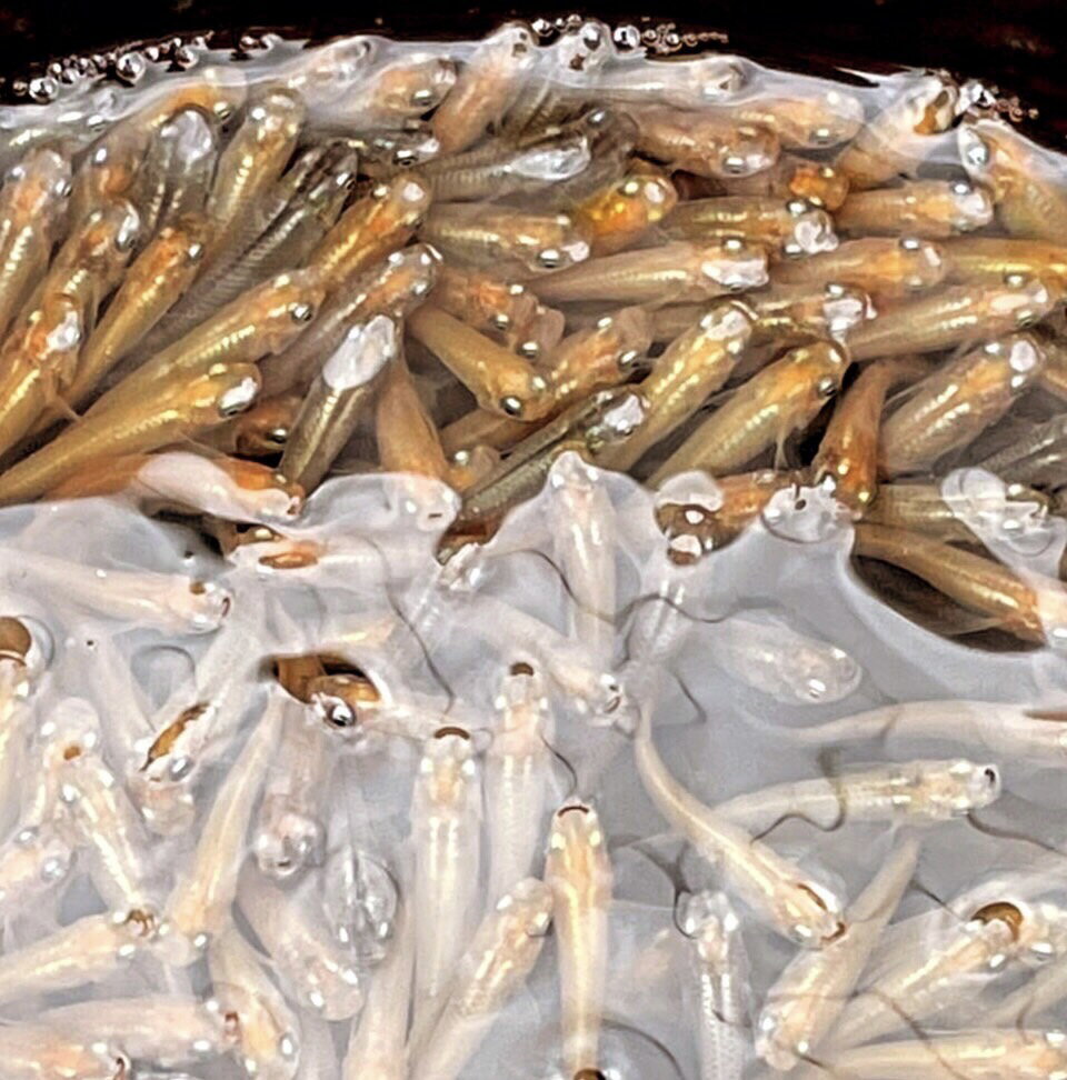 ヒメダカ アロワナなどの餌にも！　エサ用めだか 様々な用途に めだか エサ用 メダカ 100匹 生き餌 エサ えさ 餌 メダカ 10匹 20匹 50匹 100匹 餌用めだか 販売