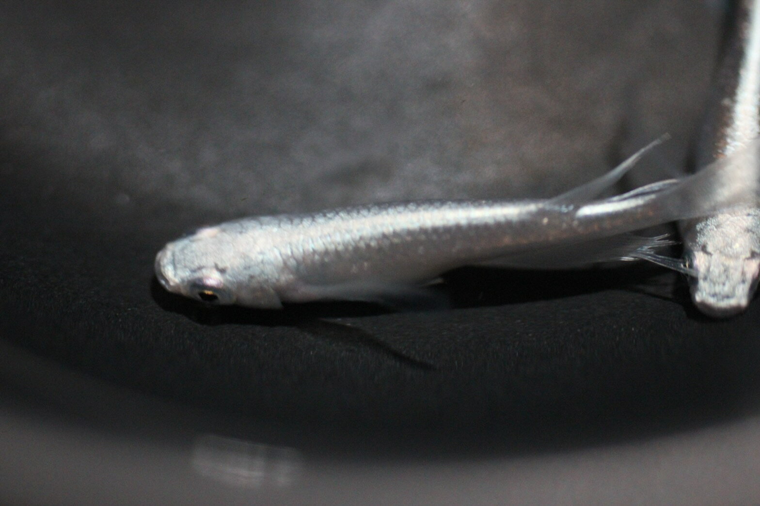 松井ヒレ長 幹之フルボディ 稚魚 10匹 幹之 みゆき メダカ めだか メダカ稚魚 めだか稚魚 ペット 観賞魚 生体 アクアリウム 鑑賞用 魚 初心者 人気 めだか物語 日の丸めだかのサムネイル