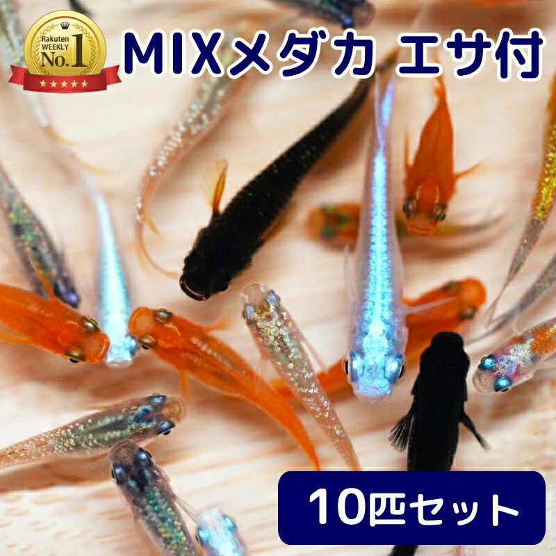 楽天市場】メダカ 100匹(熱帯魚・アクアリウム|ペット・ペット 楽天市場】メダカ 100匹(熱帯魚・アクアリウム|ペット・ペット
