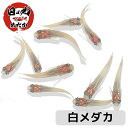 メダカ 白メダカ 【日の丸めだか】 めだか 生体 シロメダカ 観賞 (100匹)