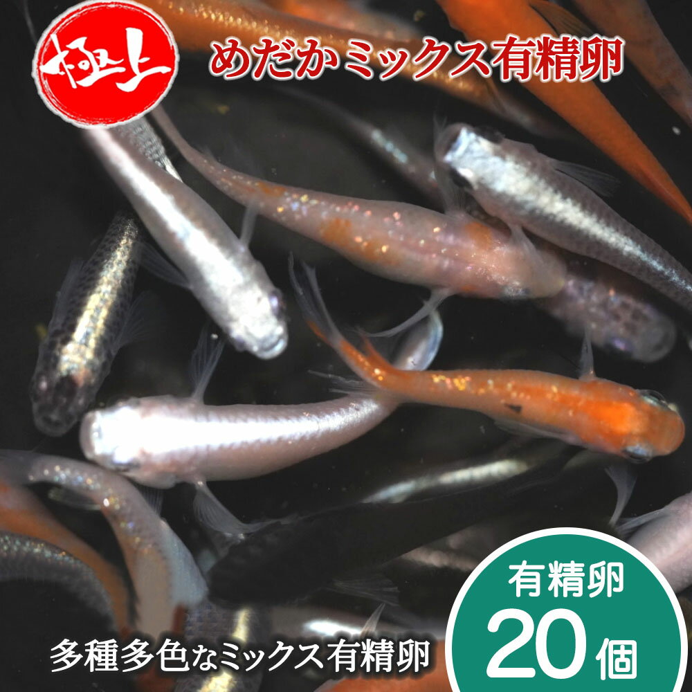 メダカ 有精卵 ミックス 20個 めだか 淡水魚 観賞魚 生体 販売 ラメ アクアリウム 鑑賞用 魚 ペット 初心者 人気 多種多色 種類 色々 お楽しみ お買い得 おすすめ 日の丸めだか