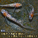 【限定大特価】三色ラメみゆき（幹之）ヒレ長スワローめだか 虹色ラメ 未選別 稚魚 SS〜Sサイズ 10匹セット / 三色ラメみゆき（幹之）ヒレ長スワローメダカ