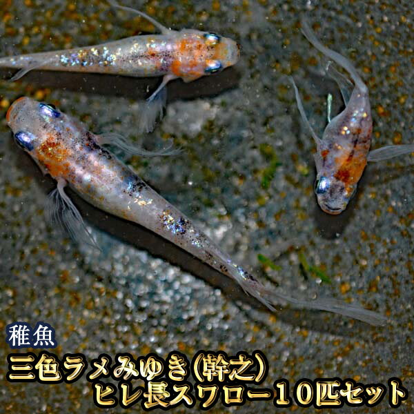 三色ラメみゆき（幹之）ヒレ長スワローめだか 虹色ラメ 未選別 稚魚 SS〜Sサイズ 10匹セット / 三色ラメみゆき（幹之）ヒレ長スワローメダカ