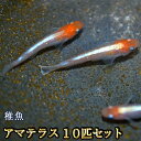 アマテラスめだか 未選別 稚魚 SS〜Sサイズ 10匹セット / アマテラスメダカ