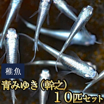 【限定大特価】青みゆき（幹之）めだか 未選別 稚魚 SS〜Sサイズ 10匹セット / 鉄仮面血統 / 青みゆき（幹之）メダカ