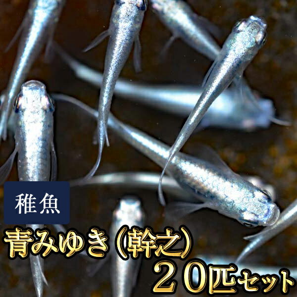 【限定大特価】【送料無料】青みゆき（幹之）めだか 未選別 稚魚 SS〜Sサイズ 20匹セット / 鉄仮面血統 / 青みゆき（幹之）メダカ　（※沖縄は別途送料必要）