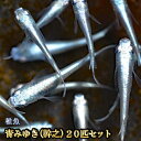 (熱帯魚 生体)ネオンテトラ（SMサイズ　約1.5-2cm）（100匹）