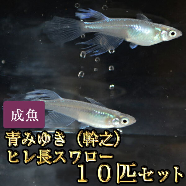 青みゆき（幹之）ヒレ長スワローめだか 松井系 10匹セット / 青みゆき（幹之）ヒレ長スワローメダカ
