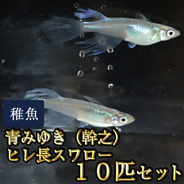 青みゆき（幹之）ヒレ長スワローめだか 松井系 未選別 稚魚 SS〜Sサイズ 10匹セット / 青みゆき（幹之）ヒレ長スワローメダカ