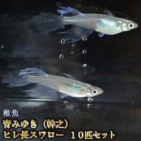 青みゆき（幹之）ヒレ長スワローめだか 松井系 未選別 稚魚 SS〜Sサイズ 10匹セット / 青みゆき（幹之）ヒレ長スワローメダカ