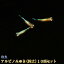 アルビノみゆき(幹之)めだか 未選別 稚魚 SS〜Sサイズ 10匹セット / アルビノみゆき(幹之)メダカ 1,280円