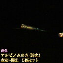 アルビノみゆき(幹之)めだか点光~弱光 5匹セット / アルビノみゆき(幹之)メダカ