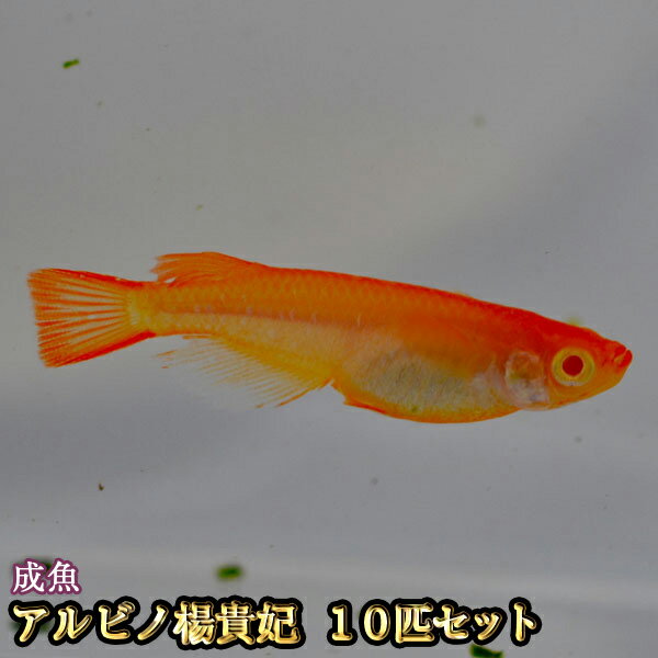 楽天市場 改良めだかの生産 直売 種類が豊富でお買い得 めだか物語楽天市場店 トップページ