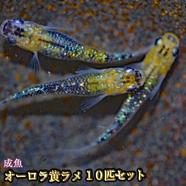 オーロラ黄ラメめだか 虹色ラメ 10匹セット / オーロラ黄ラメメダカ